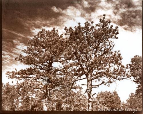 Van dyke print of a trees in Colorado